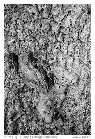Joshua tree bark close-up. Death Valley National Park (black and white)