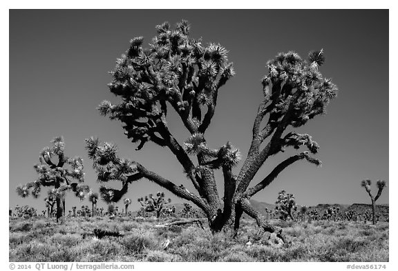 Lee Flat Joshua trees. Death Valley National Park (black and white)