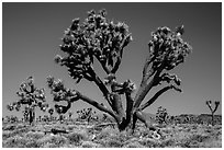 Lee Flat Joshua trees. Death Valley National Park ( black and white)
