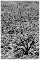 Joshua trees on hillside. Death Valley National Park ( black and white)