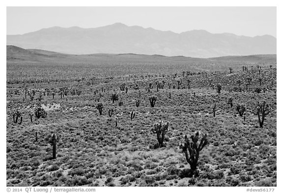 Joshua trees on Lee Flat and Panamint Range. Death Valley National Park (black and white)