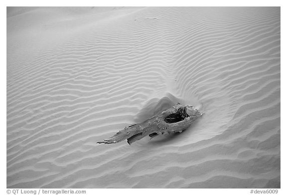 Piece of wood and sand ripples. Death Valley National Park (black and white)