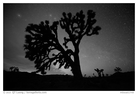 Joshua Trees and stars at night, Lee Flat. Death Valley National Park (black and white)