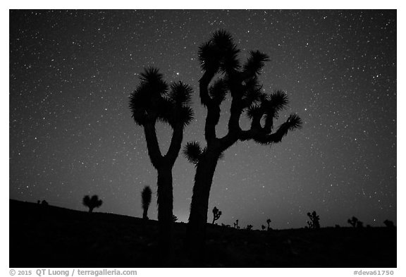 Joshua Trees and starry sky, Lee Flat. Death Valley National Park (black and white)