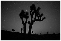Joshua Trees and starry sky, Lee Flat. Death Valley National Park ( black and white)