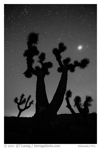 Joshua Trees, stars and planet, Lee Flat. Death Valley National Park (black and white)