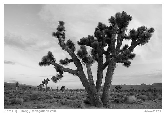Joshua Trees at dawn, Lee Flat. Death Valley National Park (black and white)