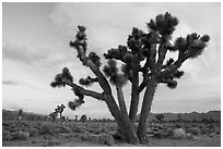 Joshua Trees at dawn, Lee Flat. Death Valley National Park ( black and white)