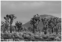 Joshua Tree forest, Lee Flat. Death Valley National Park ( black and white)