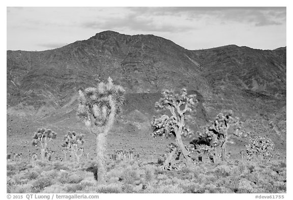 Joshua Trees and mountains at sunrise, Lee Flat. Death Valley National Park (black and white)