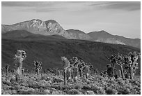 Joshua Trees and mountains, Lee Flat. Death Valley National Park ( black and white)