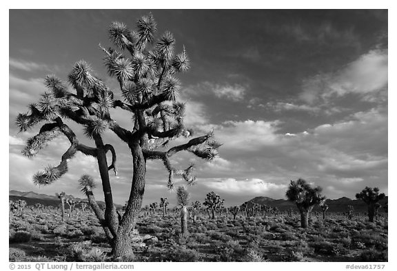 Joshua Tree groves at Lee Flat. Death Valley National Park (black and white)