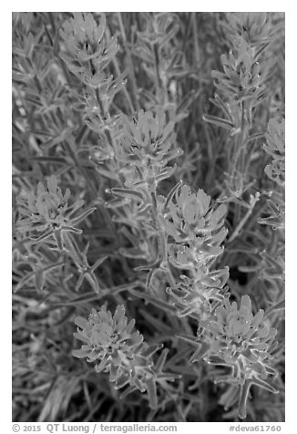 Indian Paintbrush. Death Valley National Park (black and white)