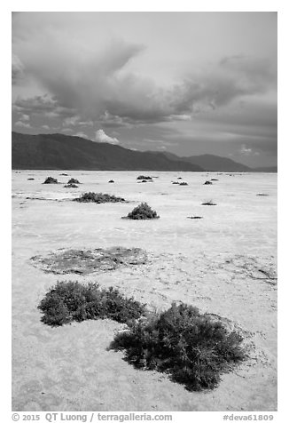 Shrubs growing on Salt Pan. Death Valley National Park (black and white)
