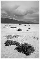 Shrubs growing on Salt Pan. Death Valley National Park ( black and white)