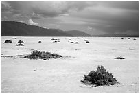 Shrubs on Salt Pan. Death Valley National Park ( black and white)
