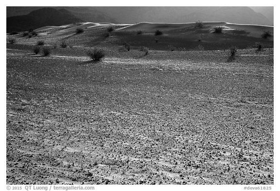 Ground littered with small rocks near Ibex Dunes. Death Valley National Park (black and white)
