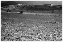 Ground littered with small rocks near Ibex Dunes. Death Valley National Park ( black and white)