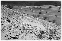 Rocks and shrubs, Ibex Dunes. Death Valley National Park ( black and white)