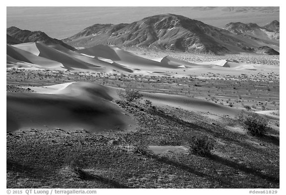 Shrubs and sand, Ibex Dunes. Death Valley National Park (black and white)