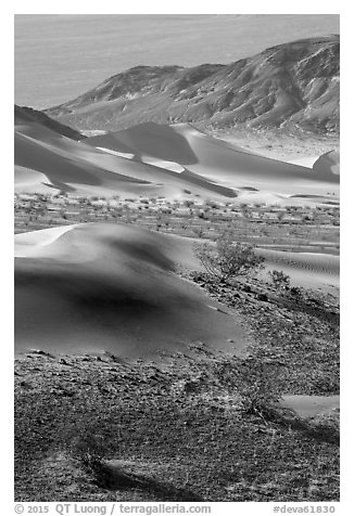 Shrubs, sand, and mountains, Ibex Dunes. Death Valley National Park (black and white)