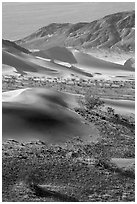 Shrubs, sand, and mountains, Ibex Dunes. Death Valley National Park ( black and white)