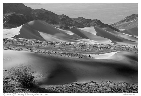 Shrubs, Ibex sand dunes, and mountains. Death Valley National Park (black and white)