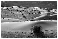 Undulating sand dunes, shrubs, and rocks, Ibex Dunes. Death Valley National Park ( black and white)