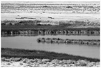 Saragota Spring ponds and salt pan. Death Valley National Park ( black and white)
