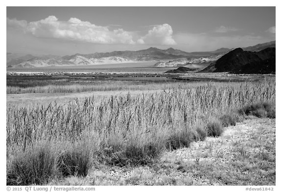Marsh area, Saragota Spring. Death Valley National Park (black and white)