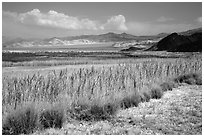 Marsh area, Saragota Spring. Death Valley National Park ( black and white)
