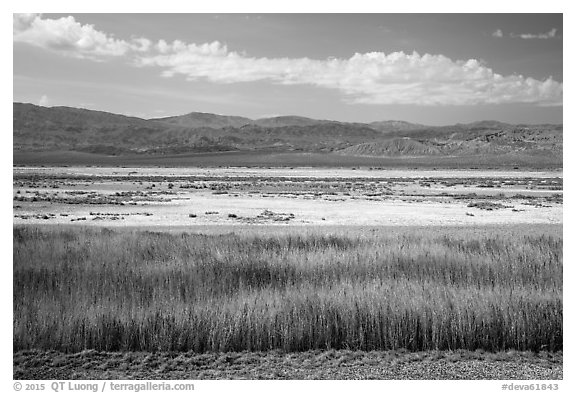Salt Pan and riparian area, Saragota Springs. Death Valley National Park (black and white)