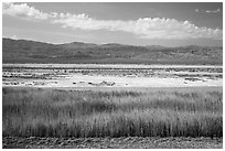 Salt Pan and riparian area, Saragota Springs. Death Valley National Park ( black and white)