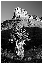 Yucca and El Capitan, early morning. Guadalupe Mountains National Park, Texas, USA. (black and white)
