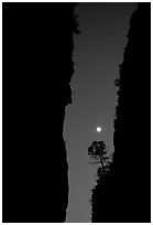 Tree and moon at night through the narrow canyon of Devil's Hall. Guadalupe Mountains National Park, Texas, USA. (black and white)