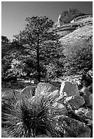 Sotol in wash in Pine Spring Canyon. Guadalupe Mountains National Park, Texas, USA. (black and white)