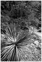 Desert Sotol and autumn foliage in Pine Spring Canyon. Guadalupe Mountains National Park, Texas, USA. (black and white)