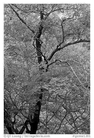 Tree with autumn foliage, Pine Spring Canyon. Guadalupe Mountains National Park (black and white)