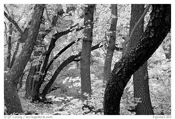 Twisted tree trunks and autumn colors, Smith Springs. Guadalupe Mountains National Park (black and white)