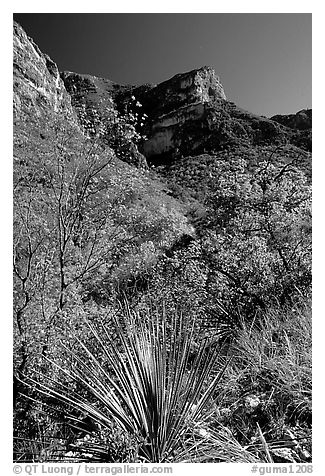 McKittrick Canyon in the fall. Guadalupe Mountains National Park (black and white)