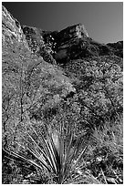 McKittrick Canyon in the fall. Guadalupe Mountains National Park, Texas, USA. (black and white)
