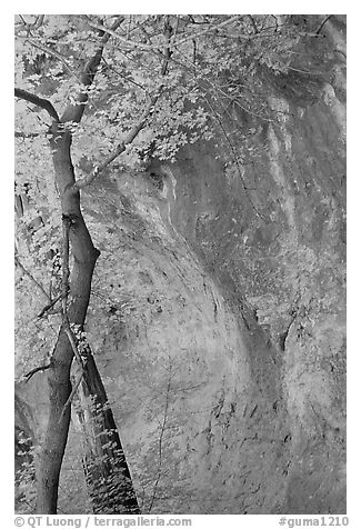 Tree and cliff, McKittrick Canyon. Guadalupe Mountains National Park, Texas, USA.