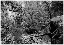 Limestone cliffs and trees in autumn color near Devil's Hall. Guadalupe Mountains National Park, Texas, USA. (black and white)
