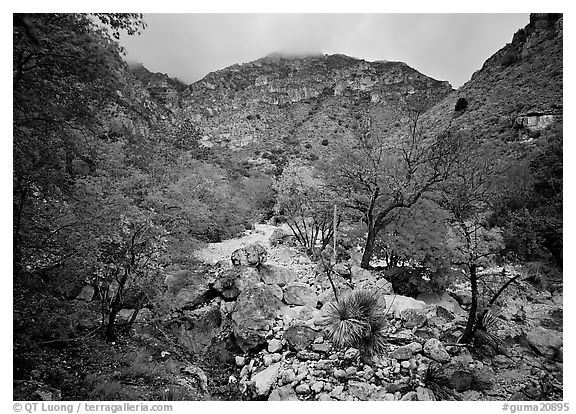 Pine Spring Canyon in the fall. Guadalupe Mountains National Park (black and white)