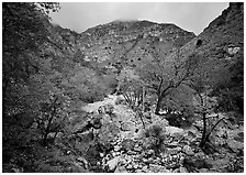 Pine Spring Canyon in the fall. Guadalupe Mountains National Park, Texas, USA. (black and white)