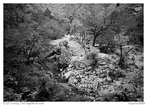 Sotol and trees in uutumn colors, Pine Spring Canyon. Guadalupe Mountains National Park (black and white)