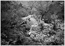 Sotol and Autumn colors in Pine Spring Canyon. Guadalupe Mountains National Park ( black and white)