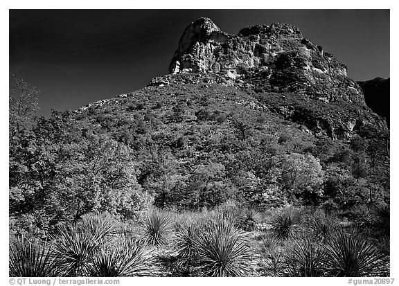 Trees in fall foliage and peak in McKitterick Canyon. Guadalupe Mountains National Park (black and white)