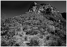 Trees in fall colors and peak in McKitterick Canyon. Guadalupe Mountains National Park ( black and white)