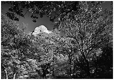 Limestone Peak framed by trees in fall colors in McKitterick Canyon. Guadalupe Mountains National Park ( black and white)